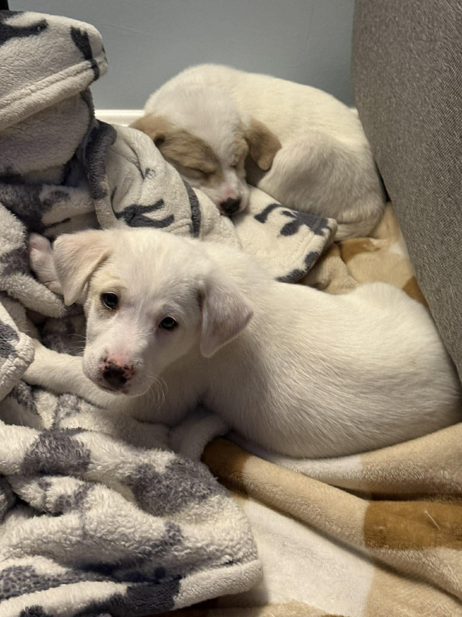 PISTOL, Adopted, Young Male Great Pyrenees.