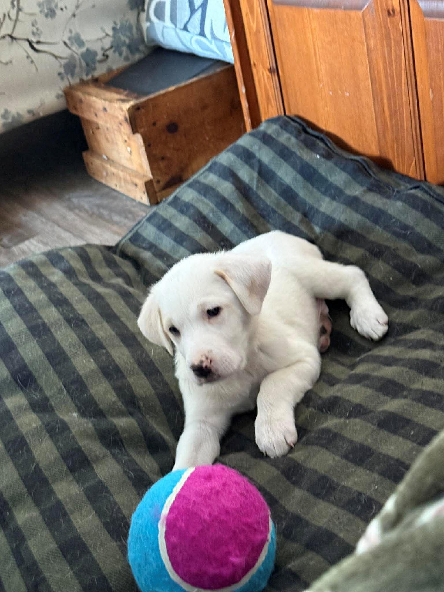 Enlarge PISTOL, a Adopted Great Pyrenees in Pomfret Center, CT image 2/3