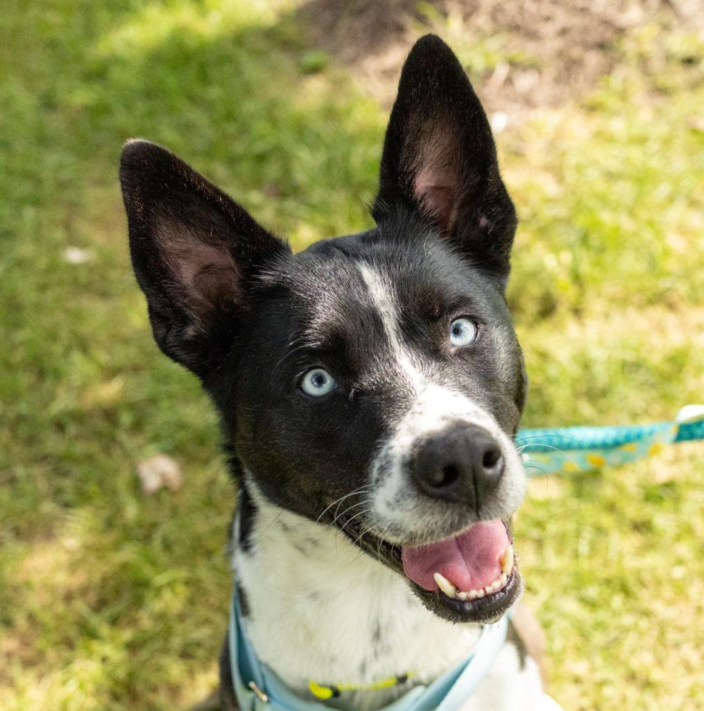 Enlarge Luna Baby, a Adoptable mixed breed in Utica, MI image 1/2
