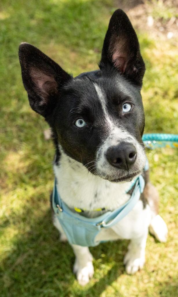 Enlarge Luna Baby, a Adoptable mixed breed in Utica, MI image 2/2