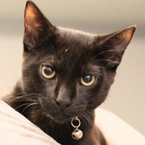 26-01235, adopted, Young Male Domestic Short Hair.