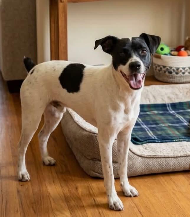 Enlarge Ellis, an adopted mixed breed in Beavercreek, OR image 3/5