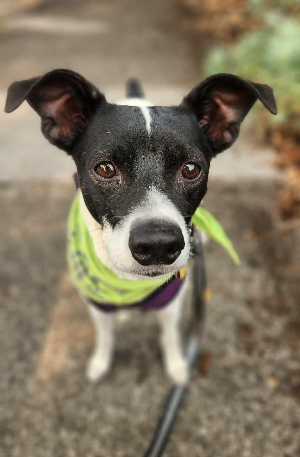 Enlarge Ellis, an adopted mixed breed in Beavercreek, OR image 2/5