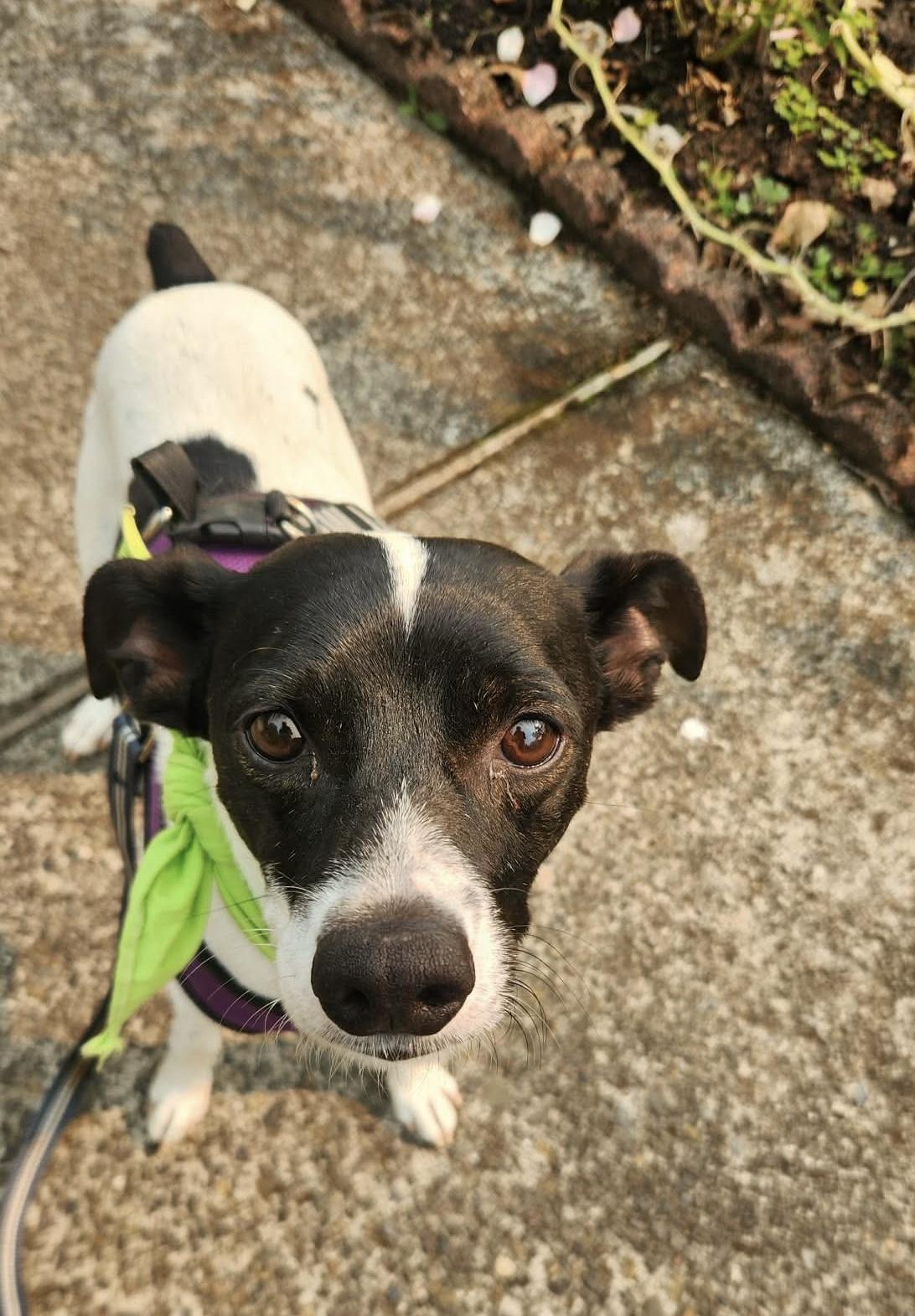 Ellis, adopted, Adult Male Rat Terrier & Jack Russell Terrier.