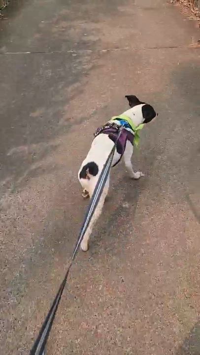 Enlarge Ellis, an adopted mixed breed in Beavercreek, OR video 5/5