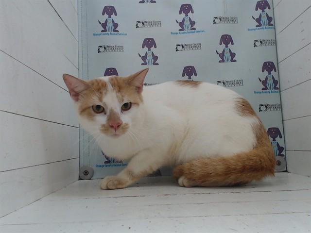 DRUMMER, Adoptable, Senior Male Domestic Short Hair.