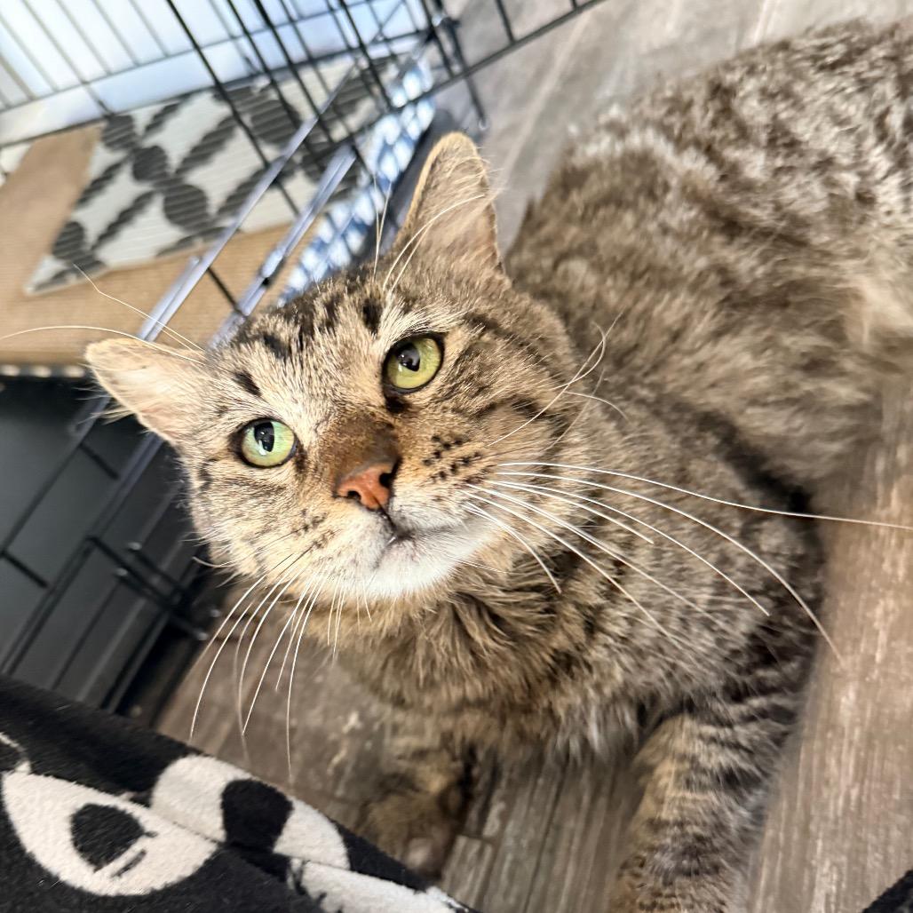 Enlarge Atlas, a Adoptable Domestic Short Hair in Port Neches, TX image 3/5