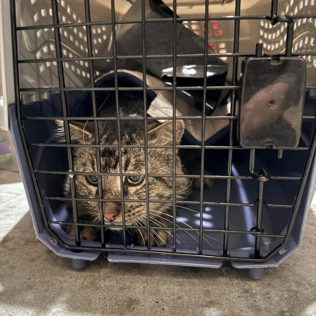 Enlarge Atlas, a Adoptable Domestic Short Hair in Port Neches, TX image 4/5