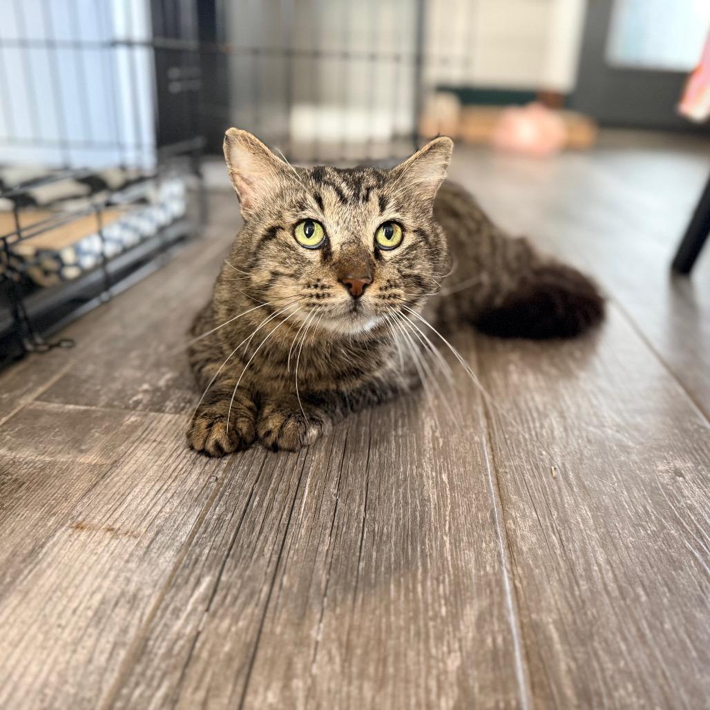 Enlarge Atlas, a Adoptable Domestic Short Hair in Port Neches, TX image 5/5