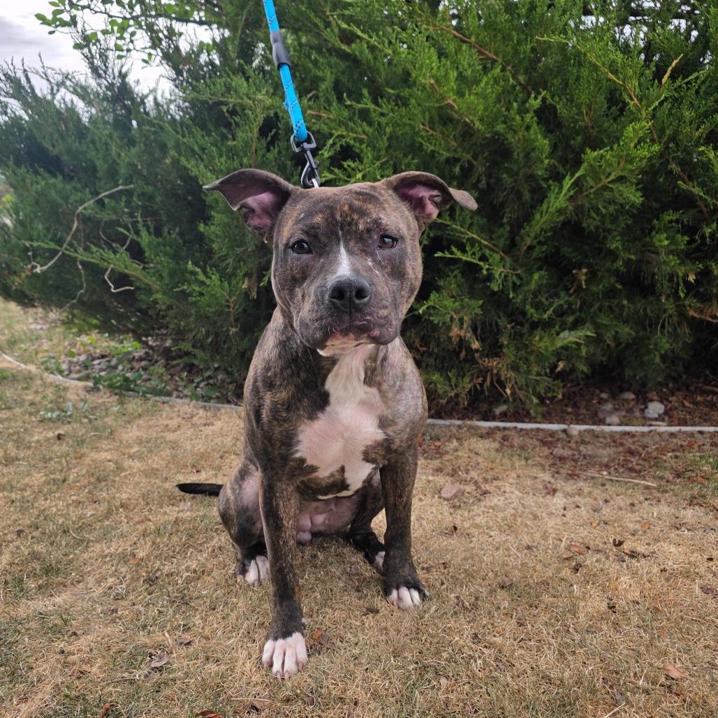 Enlarge Bermuda, a Adoptable Pit Bull Terrier in Great Falls, MT image 1/1