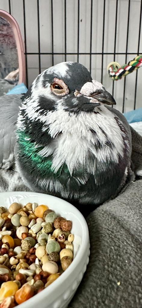 Enlarge Ben, a Adoptable Pigeon in San Francisco, CA image 1/1