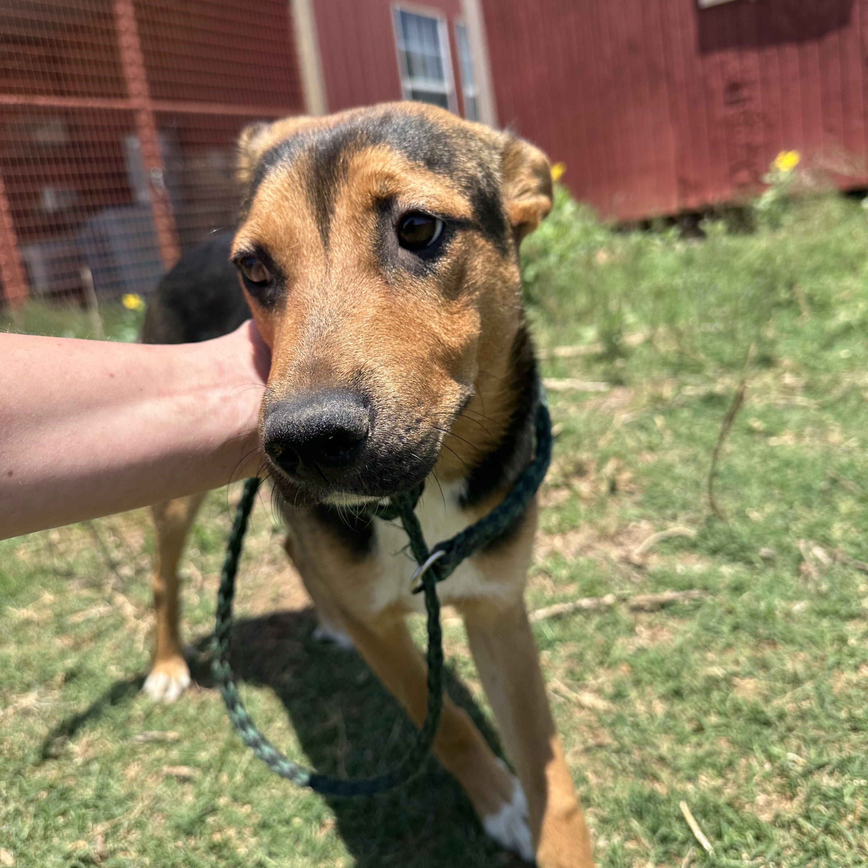 Woodstock, Adoptable, Young Male Cattle Dog.