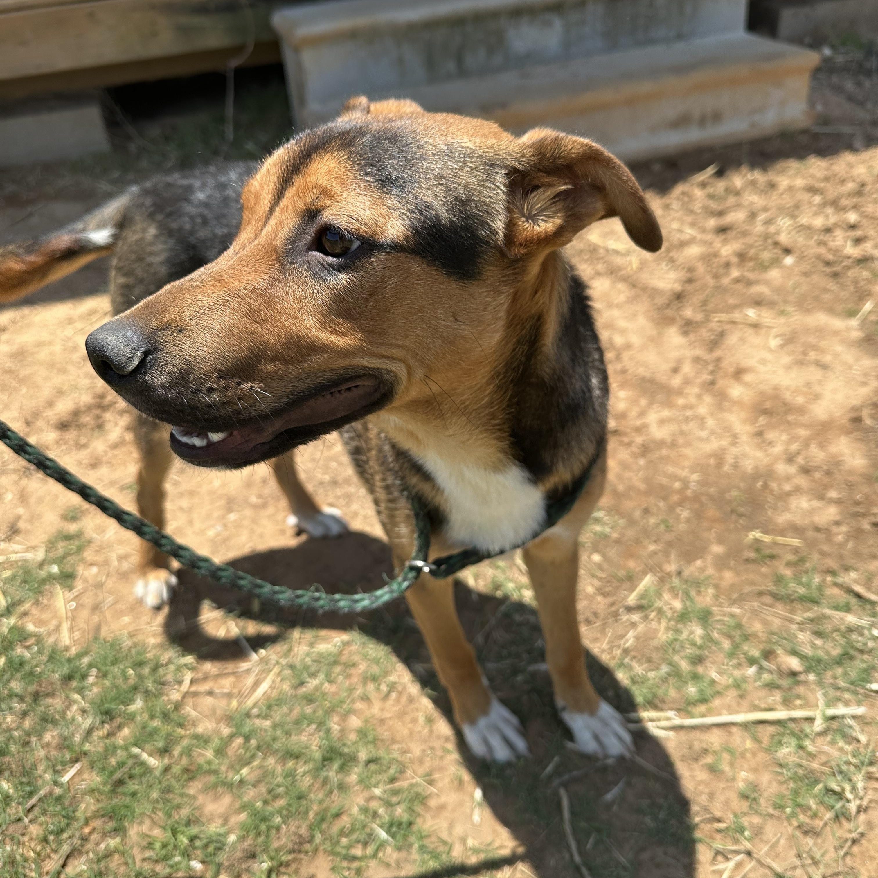 Enlarge Woodstock, a Adoptable mixed breed in Seguin, TX image 2/4