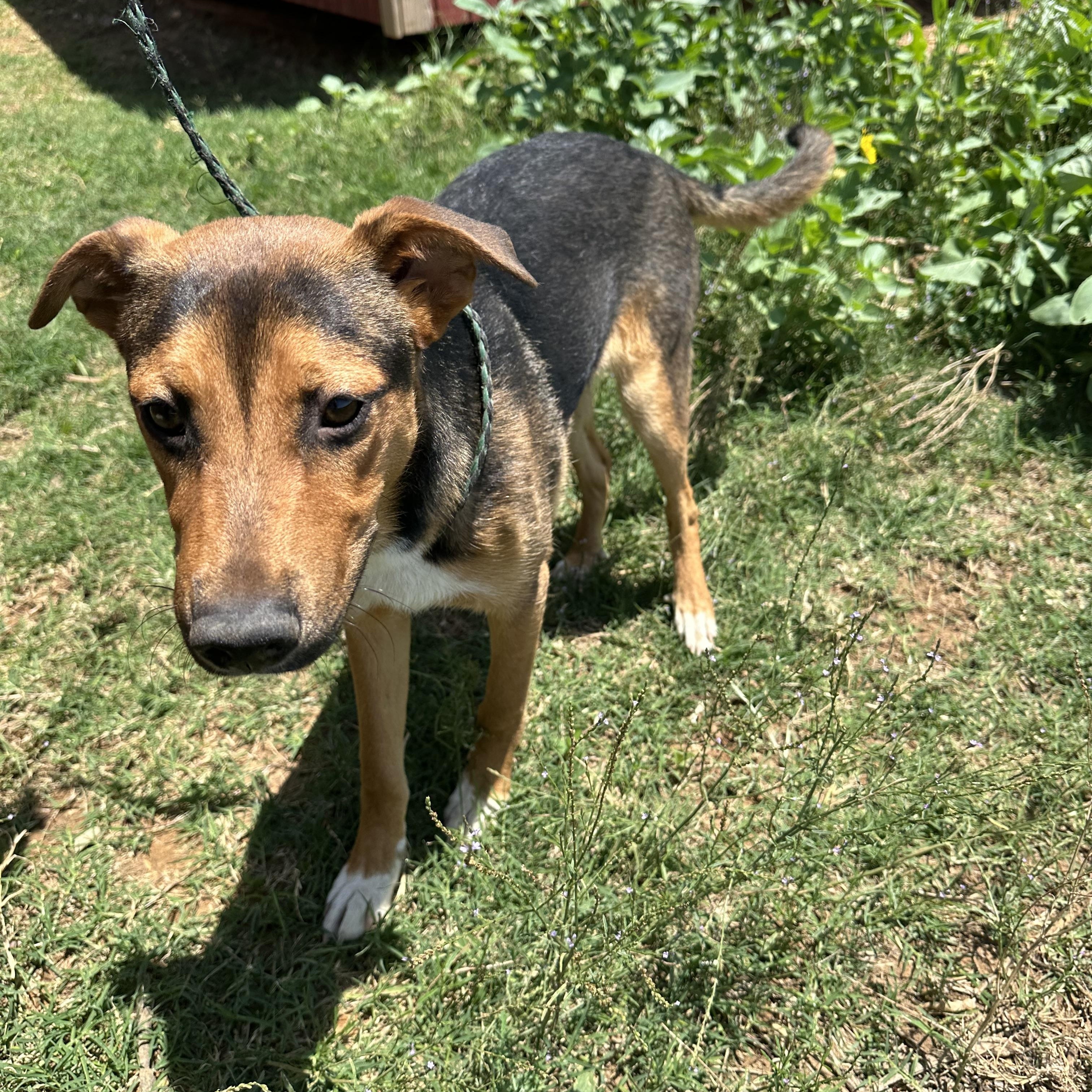Enlarge Woodstock, a Adoptable mixed breed in Seguin, TX image 3/4