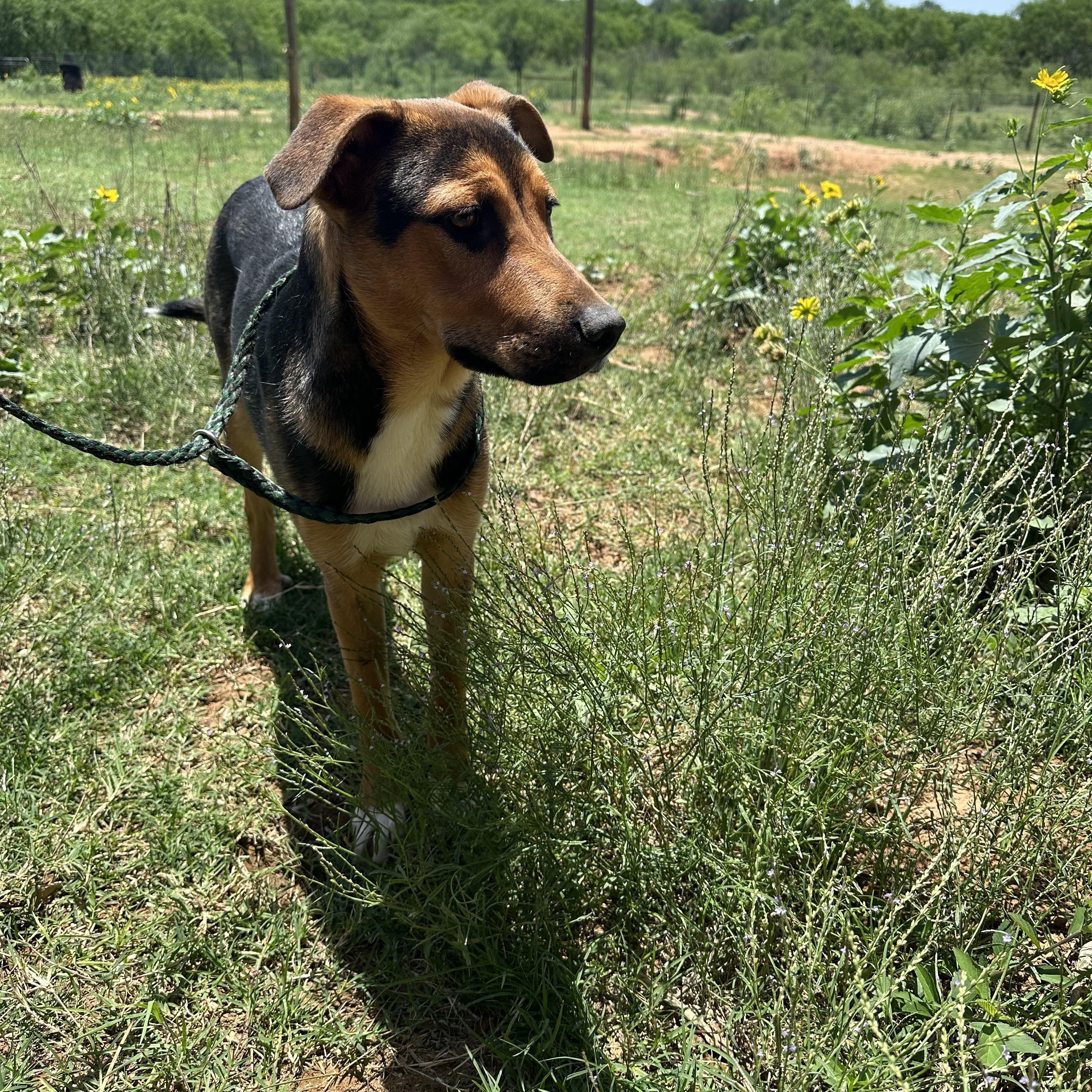 Enlarge Woodstock, a Adoptable mixed breed in Seguin, TX image 4/4