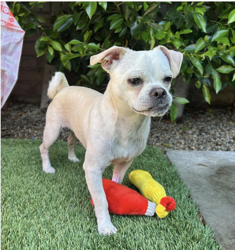 Yogi, Adoptable, Young Male Pug.