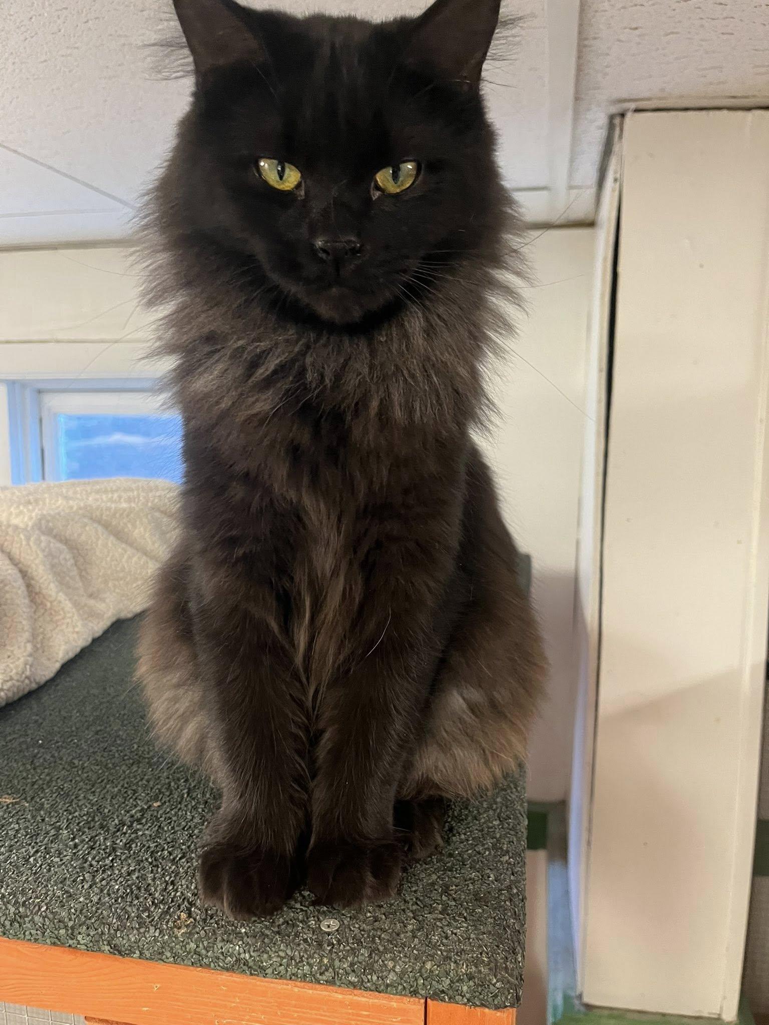 Funshine Bear , Adoptable, Young Female Domestic Long Hair.