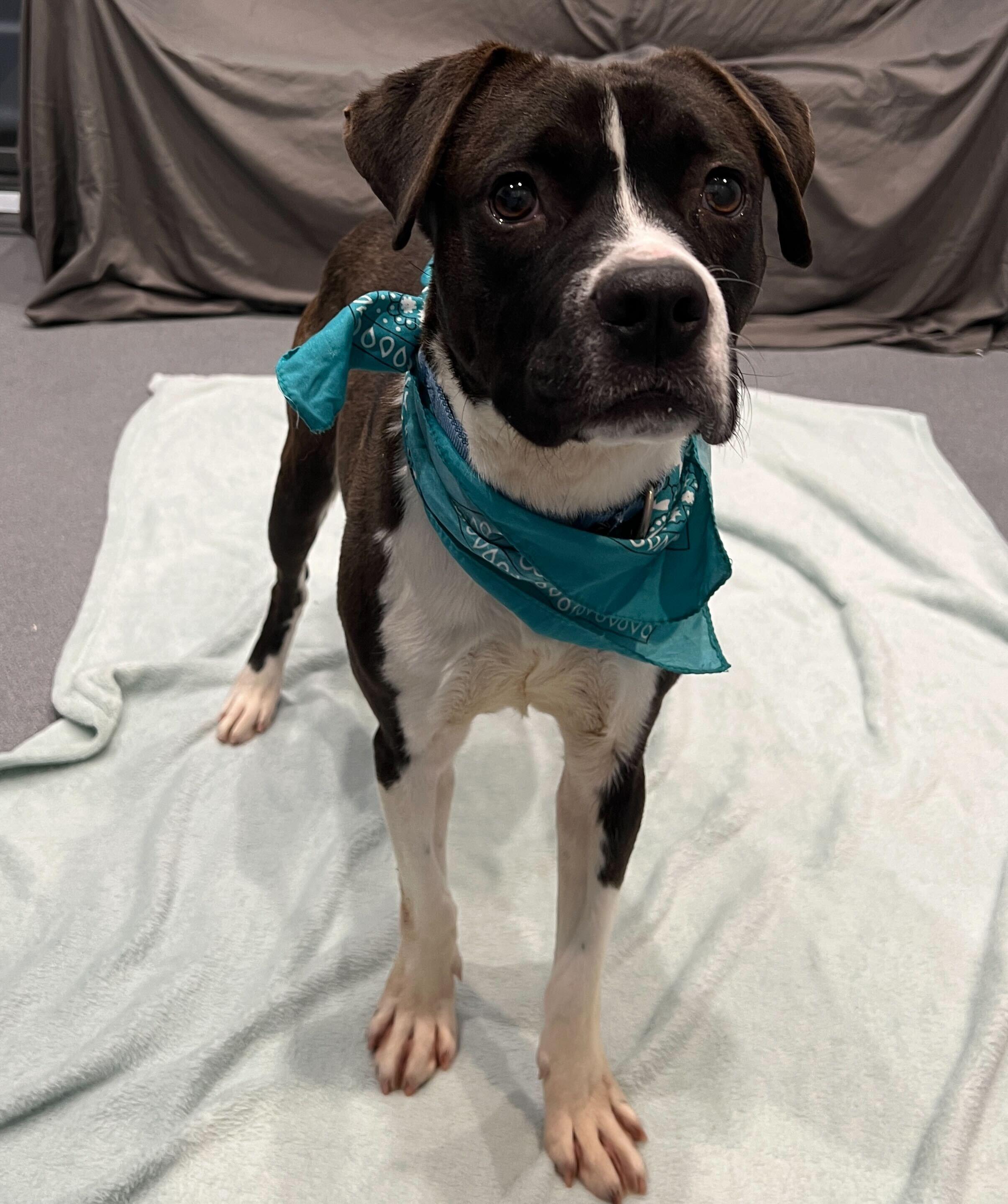 Enlarge Bear, an adopted Mixed Breed in Canal Winchester, OH image 3/3