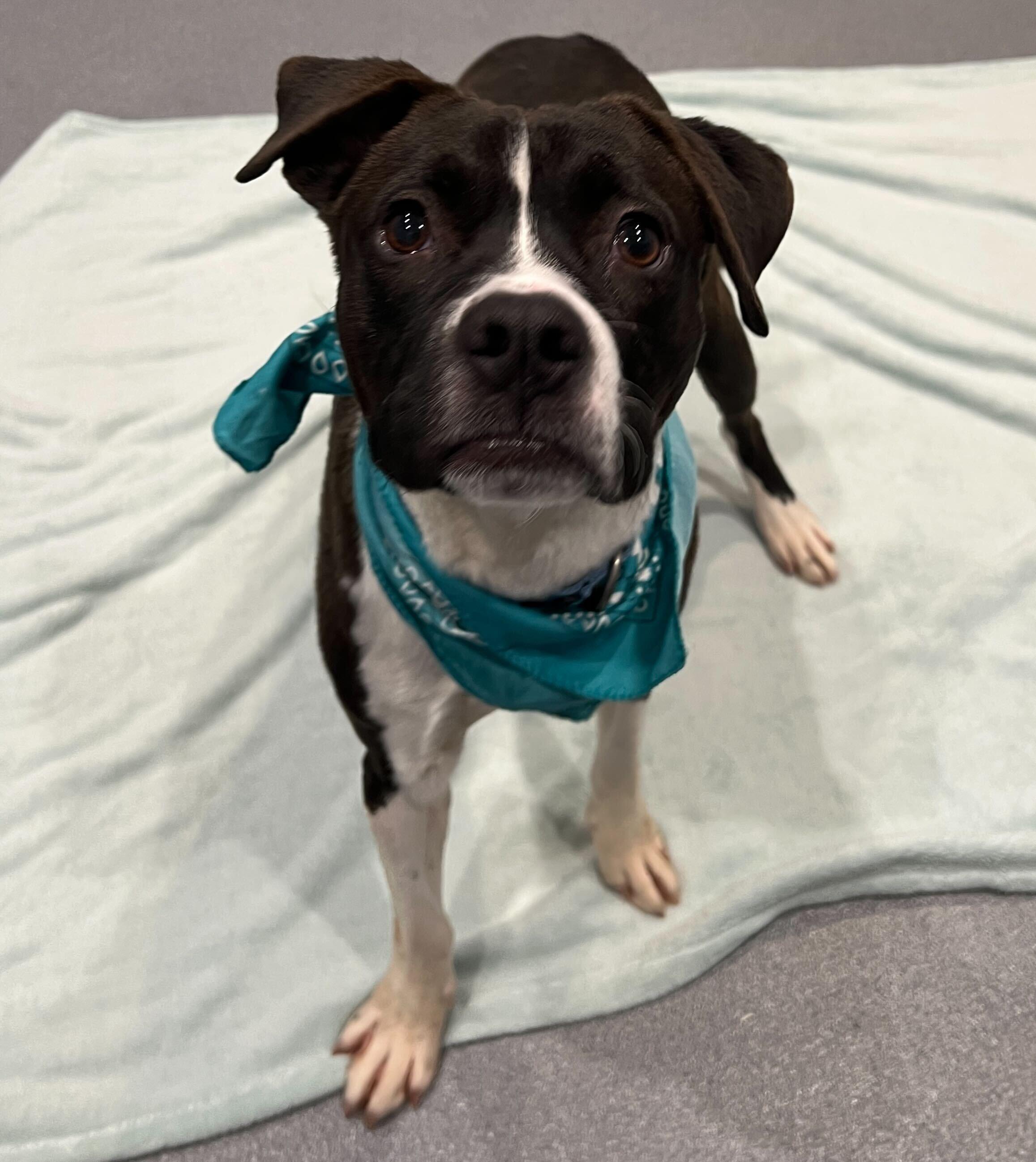 Bear, adopted, Adult Male Mixed Breed.