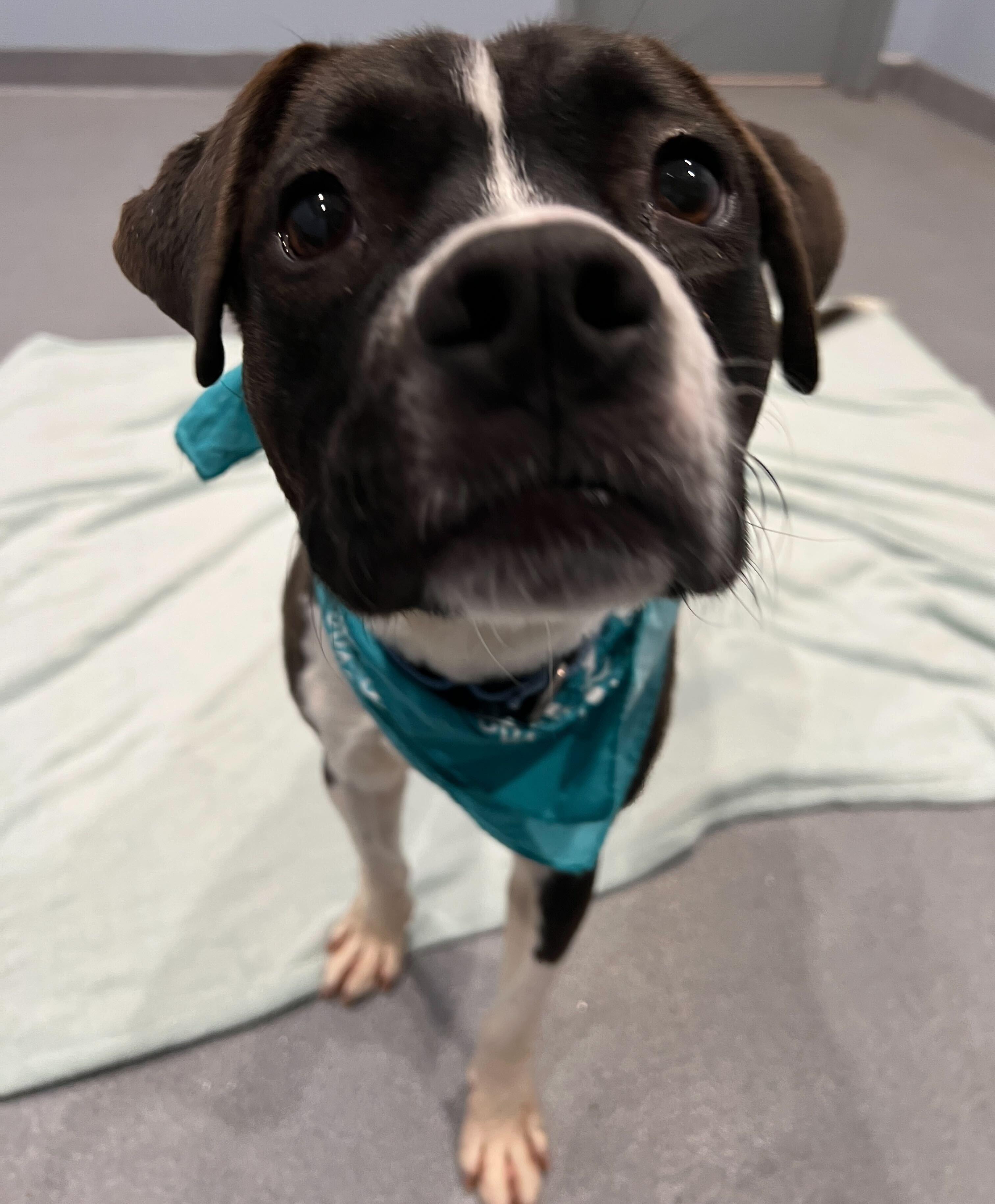 Enlarge Bear, an adopted Mixed Breed in Canal Winchester, OH image 2/3