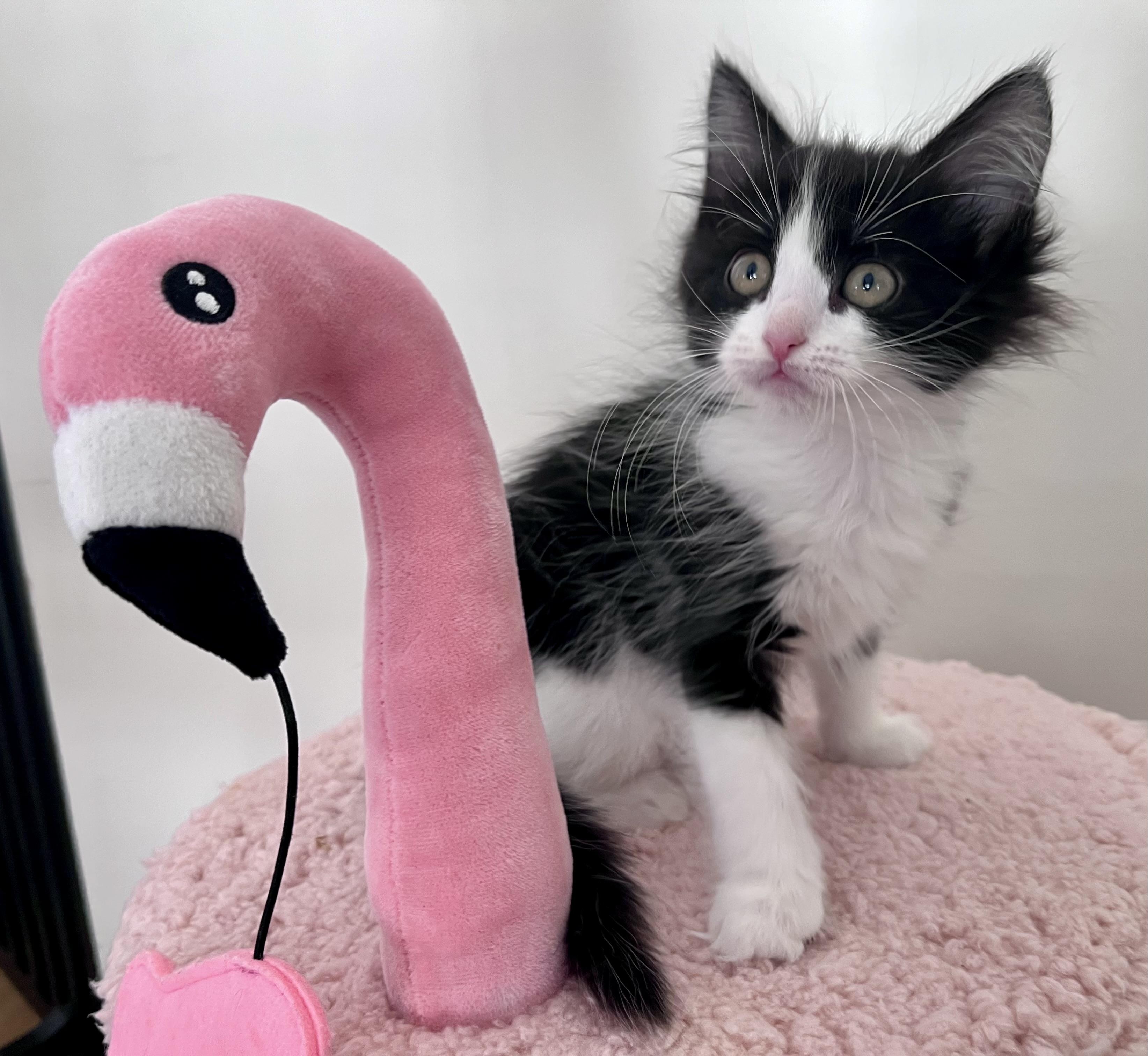 Enlarge Maybelline, a ADOPTABLE mixed breed in Rocky Hill, CT image 2/6