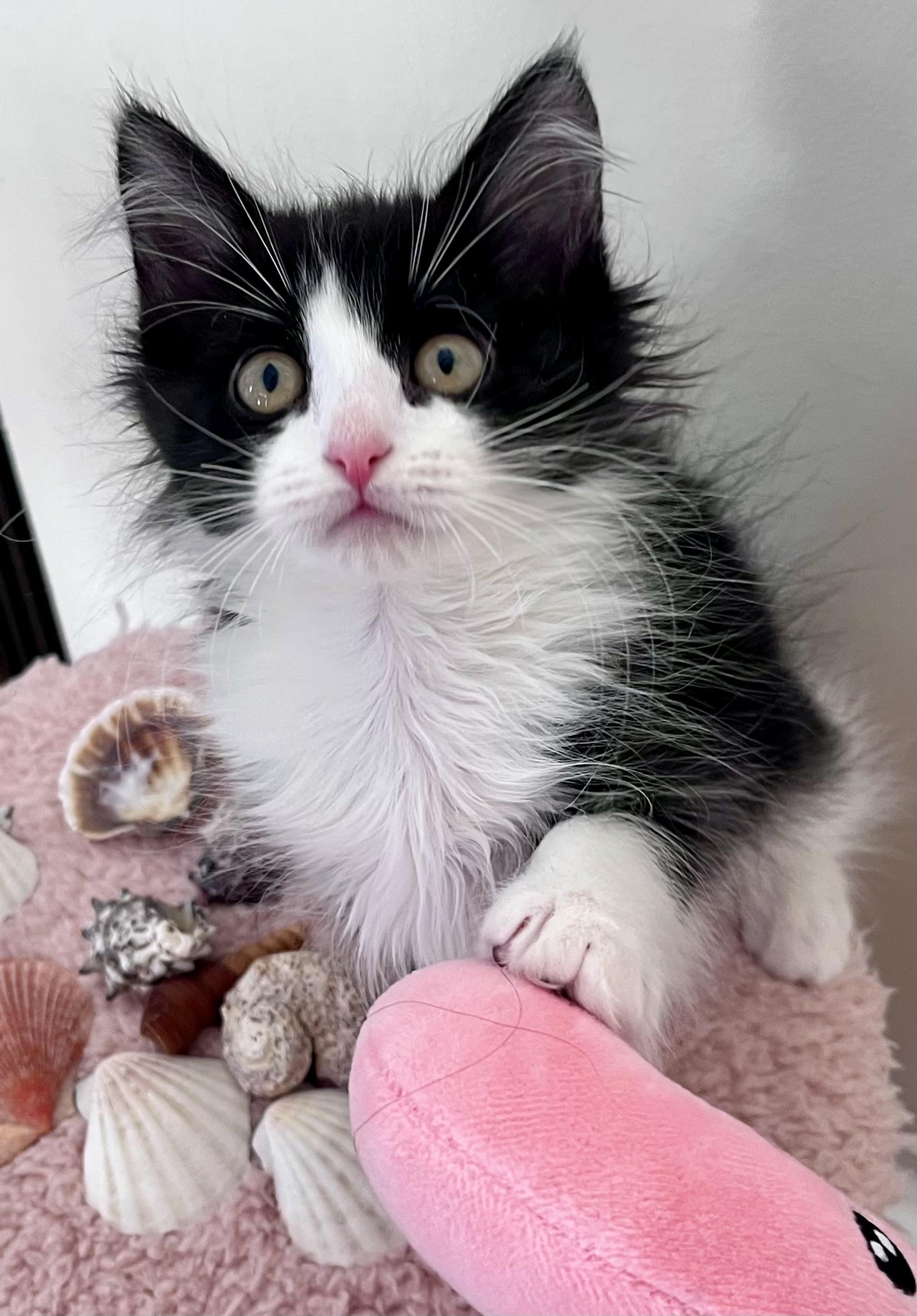 Maybelline, ADOPTABLE, Kitten Female Domestic Long Hair.