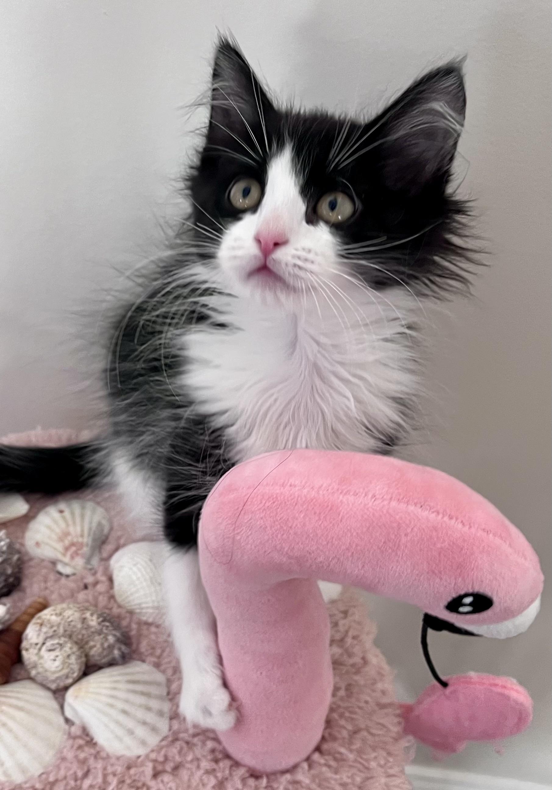 Enlarge Maybelline, a ADOPTABLE mixed breed in Rocky Hill, CT image 5/6