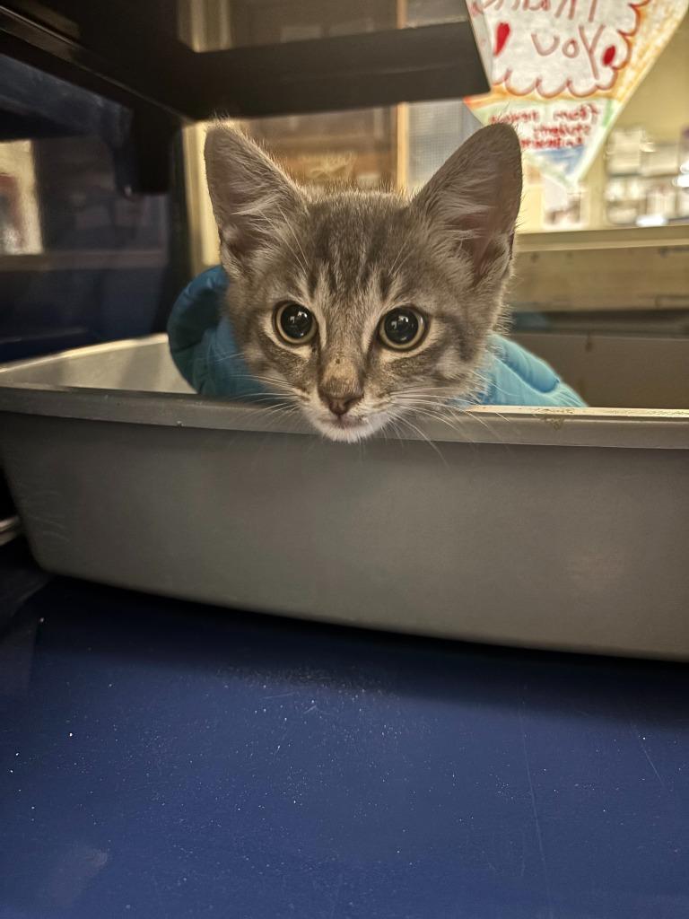 Pop-Tart, Adoptable, Kitten Male Domestic Short Hair.