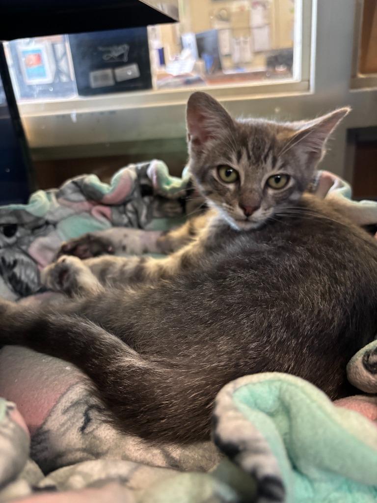 Pop-Tart, a Adoptable mixed breed in Little Elm, TX image 2/2
