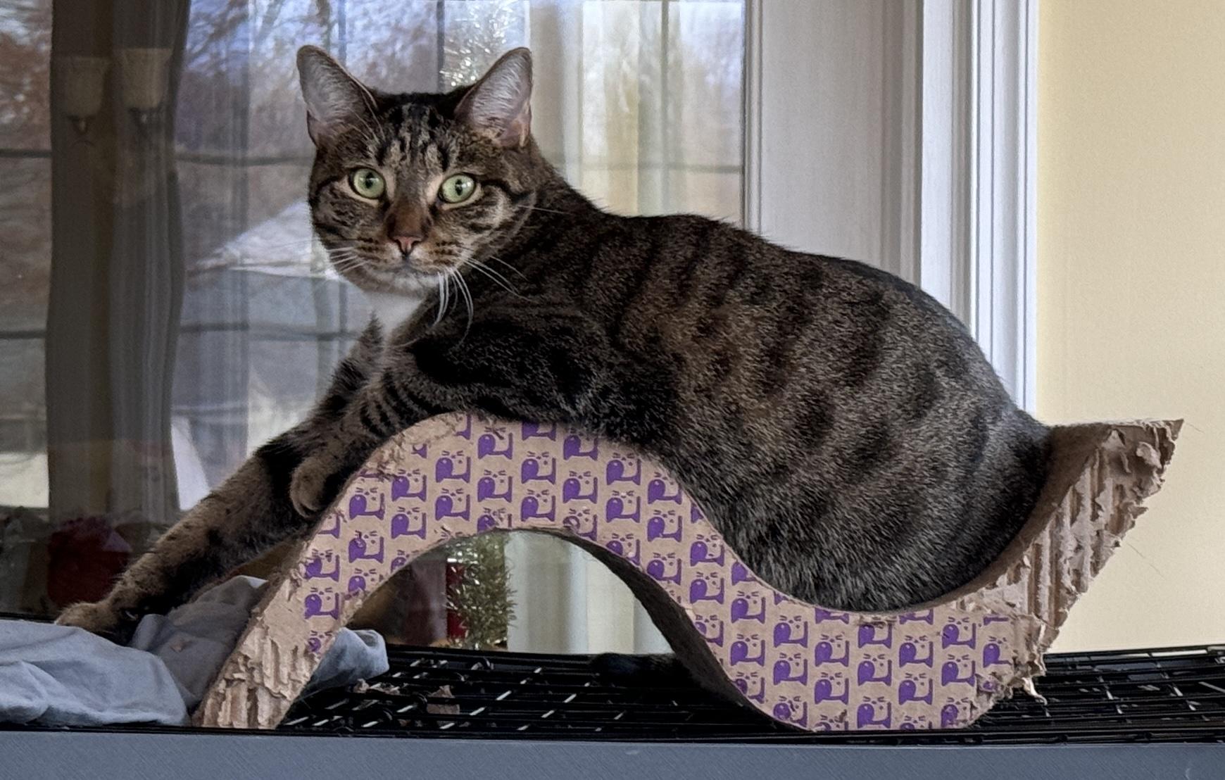 Indie, a Adoptable Domestic Short Hair in Elverson, PA image 2/2