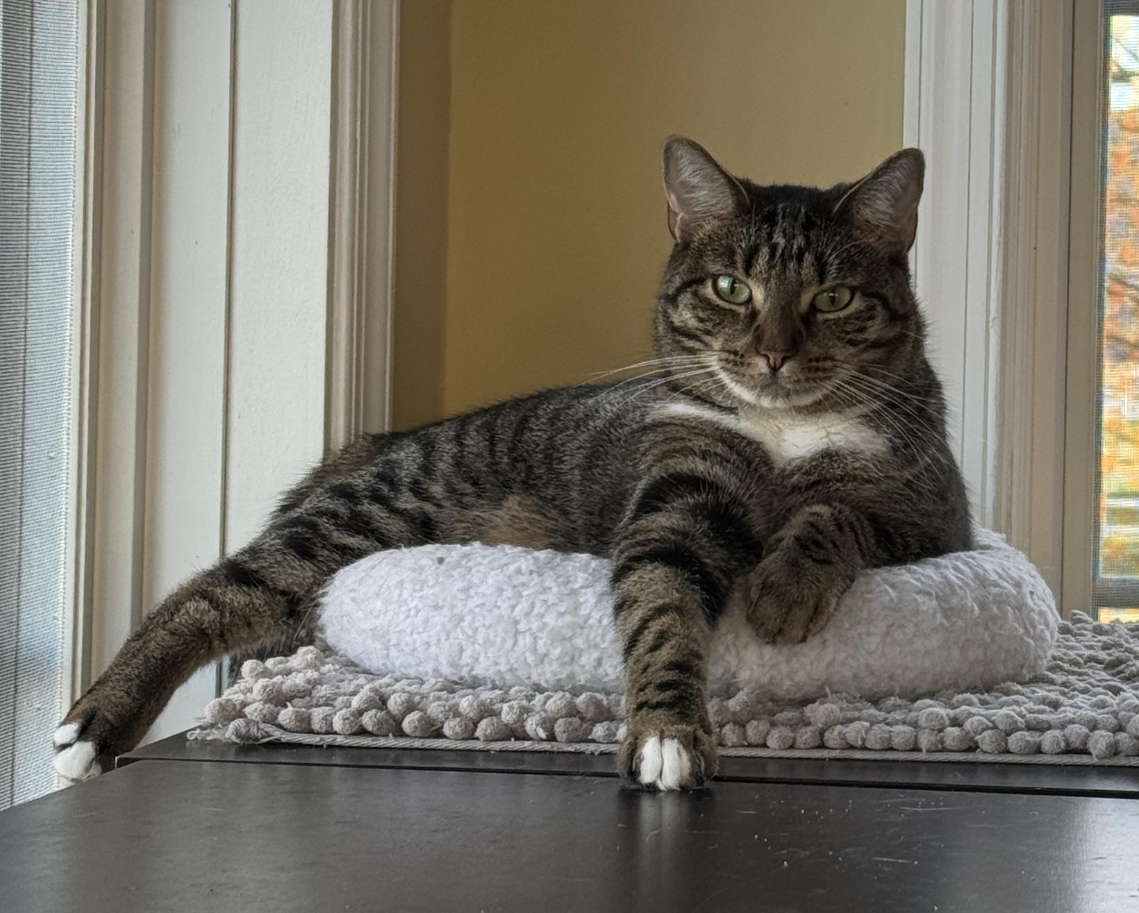 Indie, a Adoptable Domestic Short Hair in Elverson, PA image 1/2