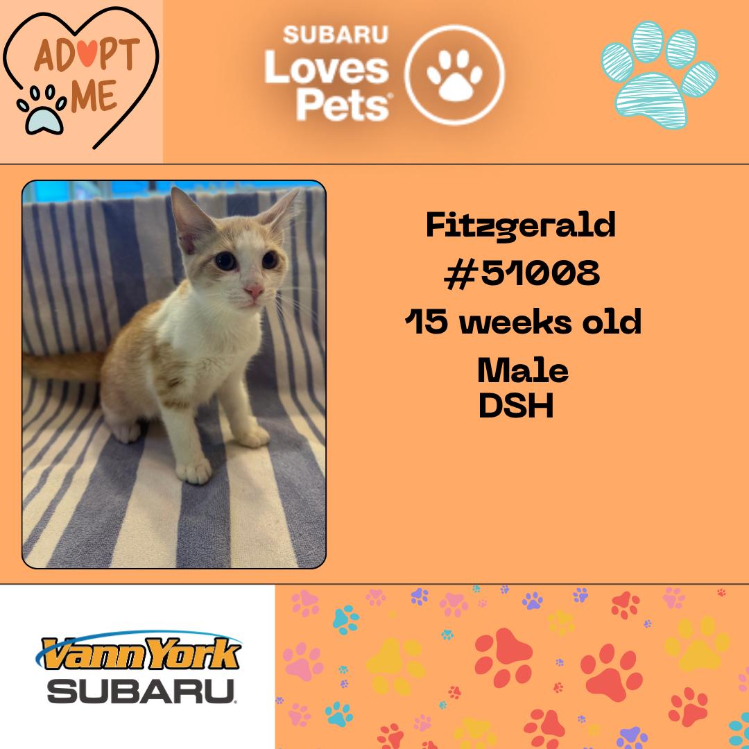 Fitzgerald, Adoptable, Young Male Domestic Short Hair.