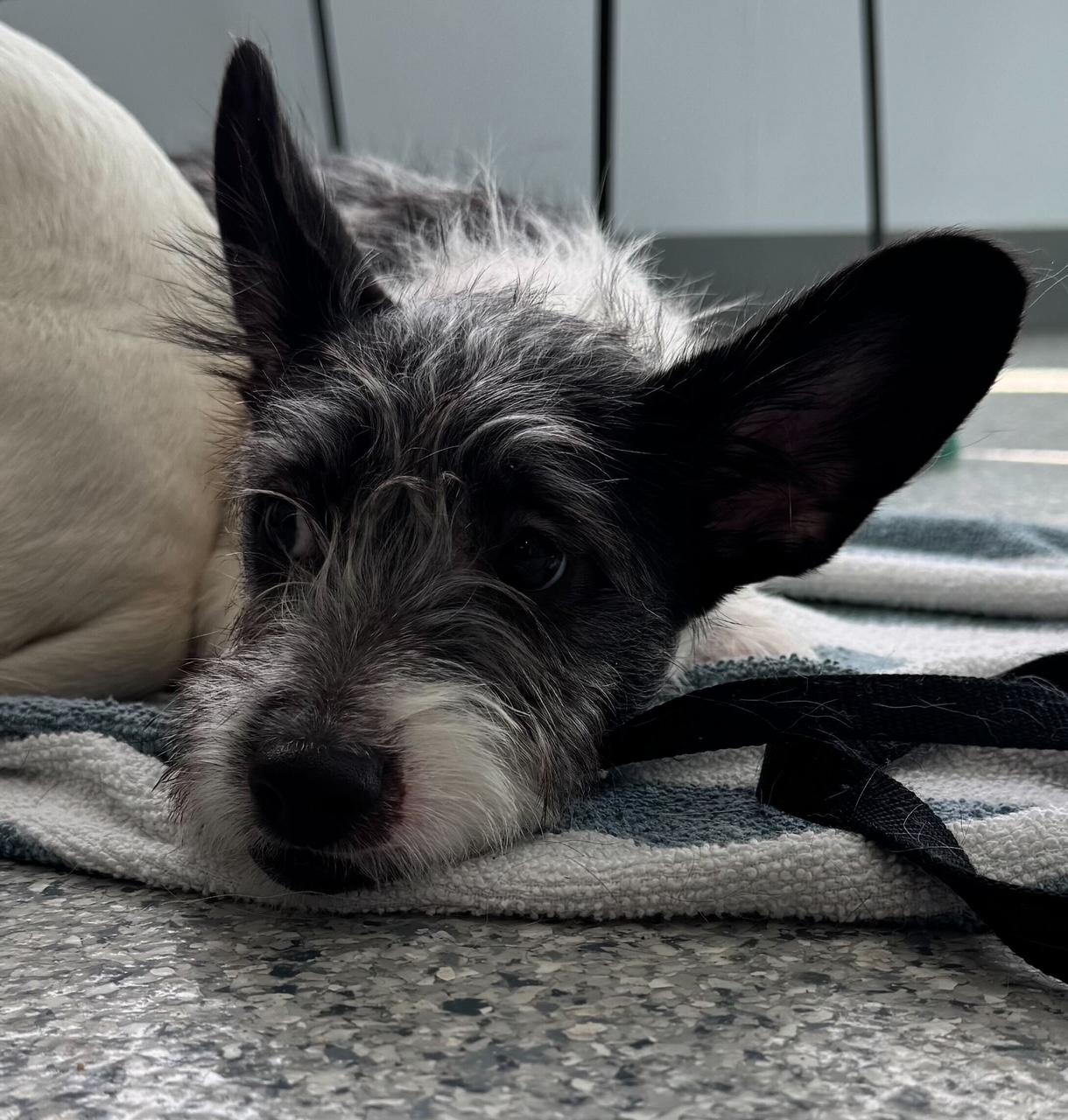 Oreo, Adoptable, Puppy Male Chihuahua & Pomeranian.