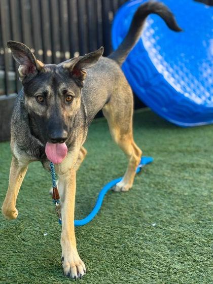 Ninja Gaiden, Adoptable, Young Male German Shepherd Dog & Mixed Breed.