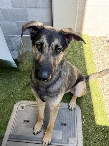 Ninja Gaiden, Adoptable, Young Male German Shepherd Dog & Mixed Breed.