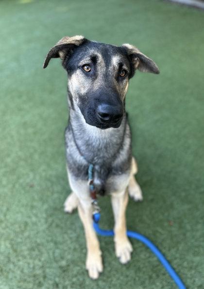 Enlarge Ninja Gaiden, a Adoptable mixed breed in Roseville, CA image 2/3
