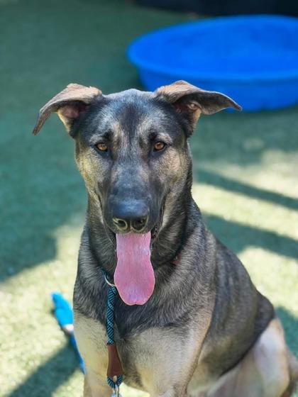 Ninja Gaiden, Adoptable, Young Male German Shepherd Dog & Mixed Breed.