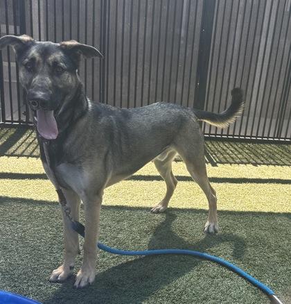 Enlarge Ninja Gaiden, a Adoptable mixed breed in Roseville, CA image 3/3
