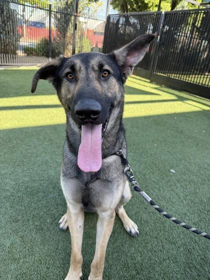 Enlarge Ninja Gaiden, a Adoptable mixed breed in Roseville, CA image 3/3