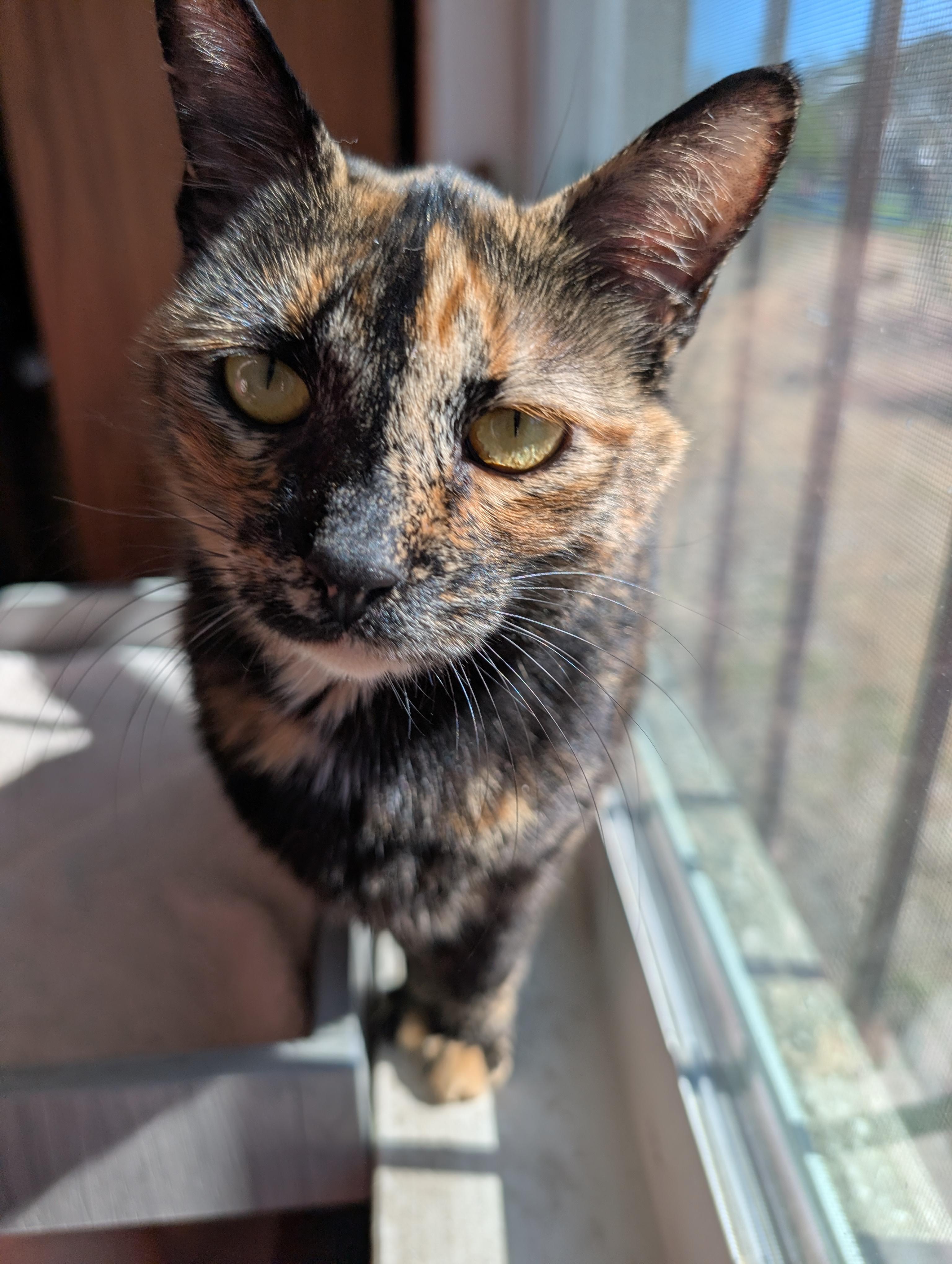 Enlarge Mimia @ Fat Cat Books, a Adoptable mixed breed in Tallahassee, FL image 5/5