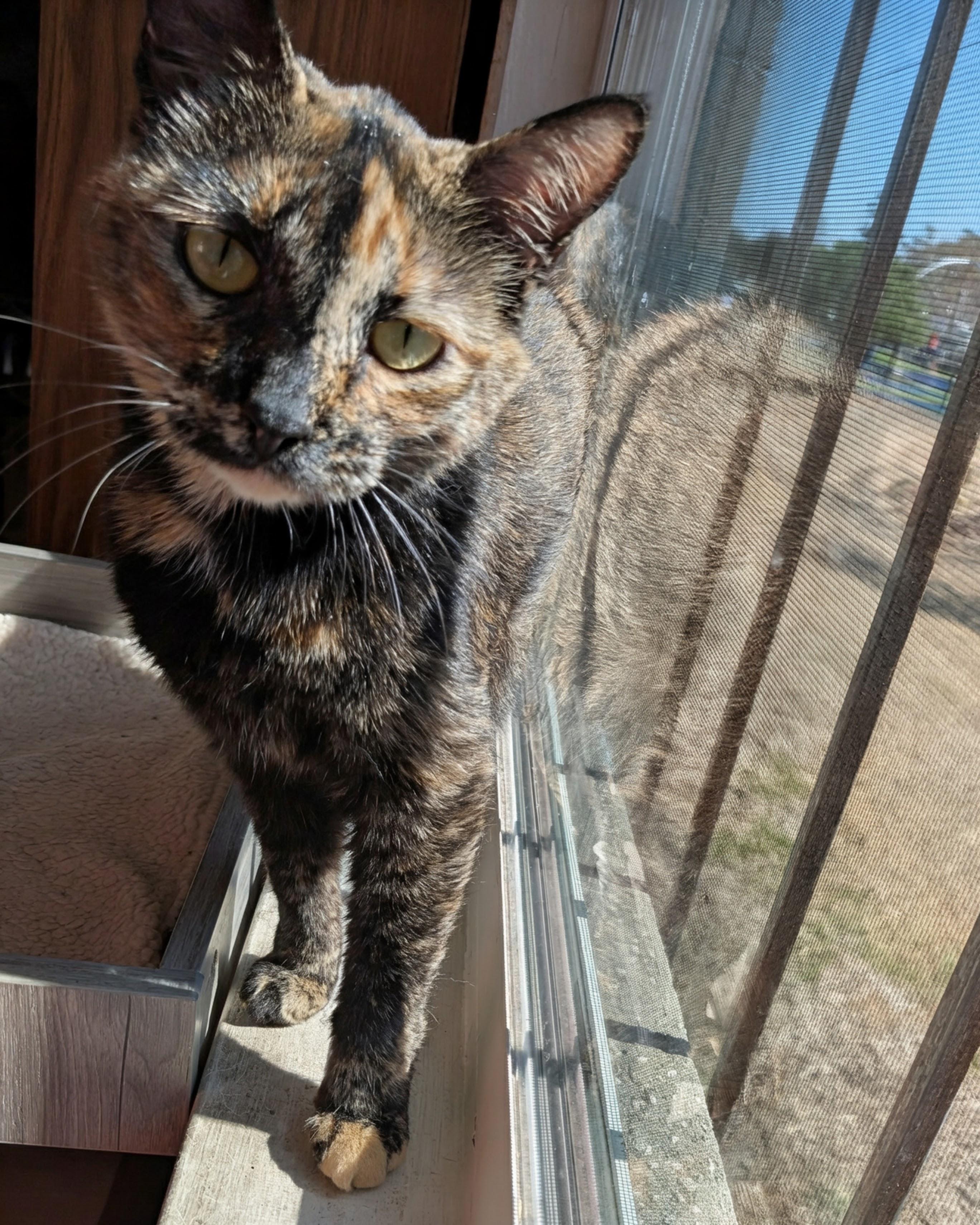 Enlarge Mimia @ Fat Cat Books, a Adoptable mixed breed in Tallahassee, FL image 3/5