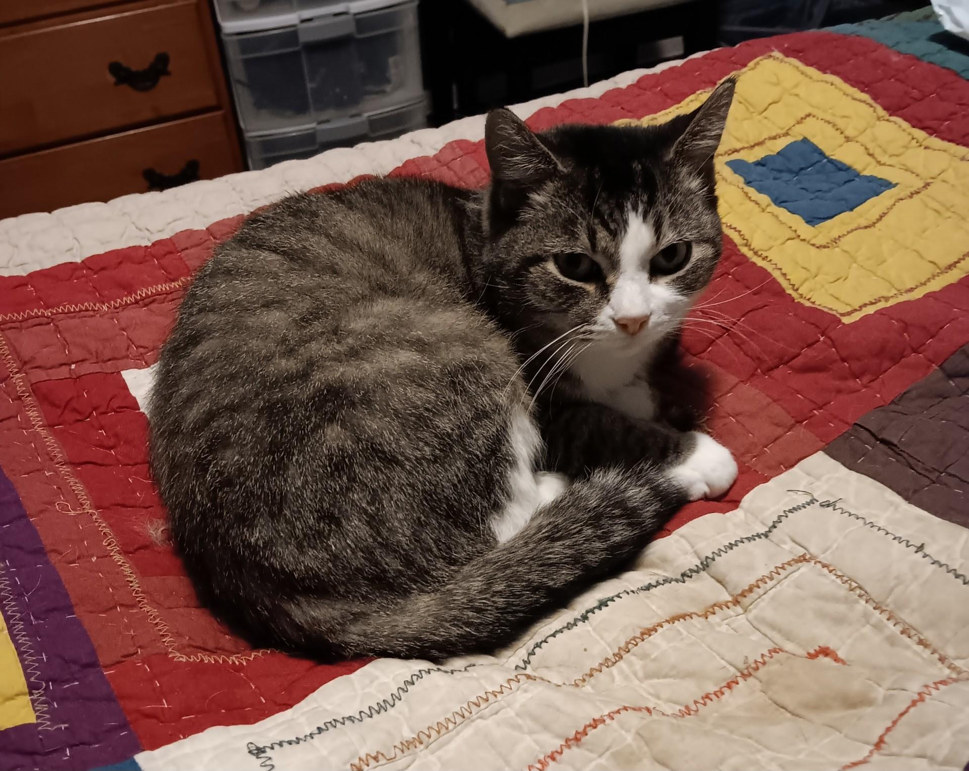 Enlarge Lilly Courtesy Listing, a ADOPTABLE Domestic Short Hair in Midland, MI image 1/1