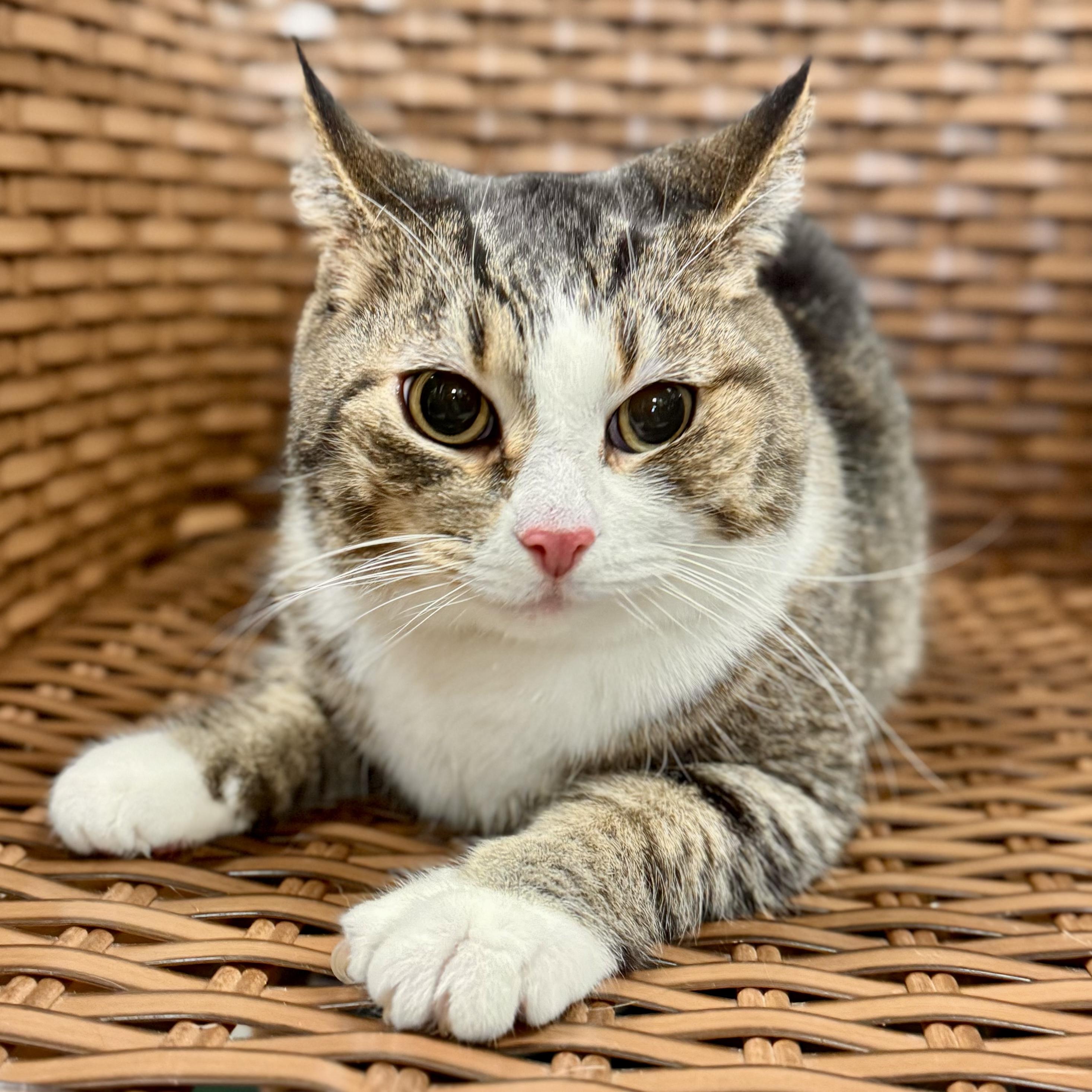 Enlarge Lilly , a ADOPTABLE Domestic Short Hair in Midland, MI image 1/4