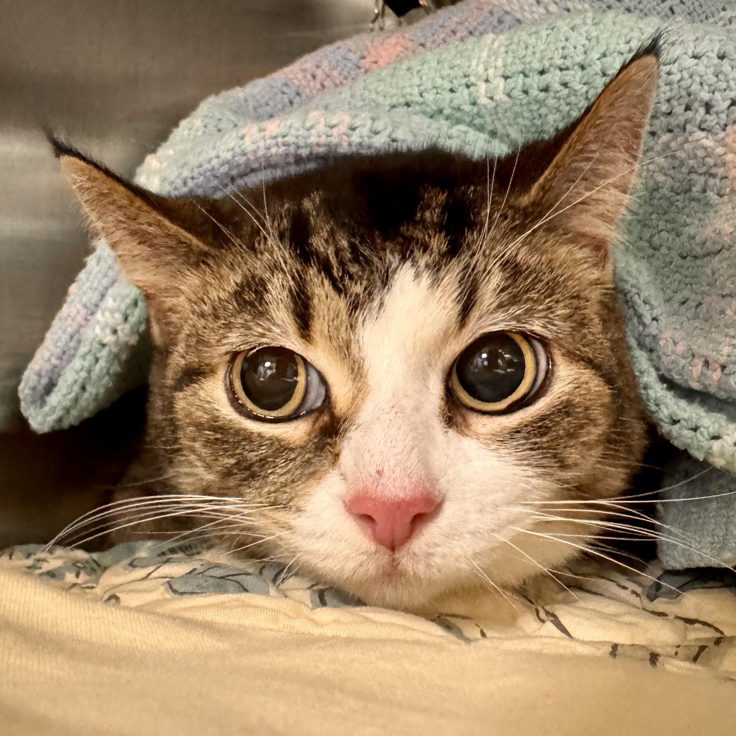 Enlarge Lilly , a ADOPTABLE Domestic Short Hair in Midland, MI image 4/4