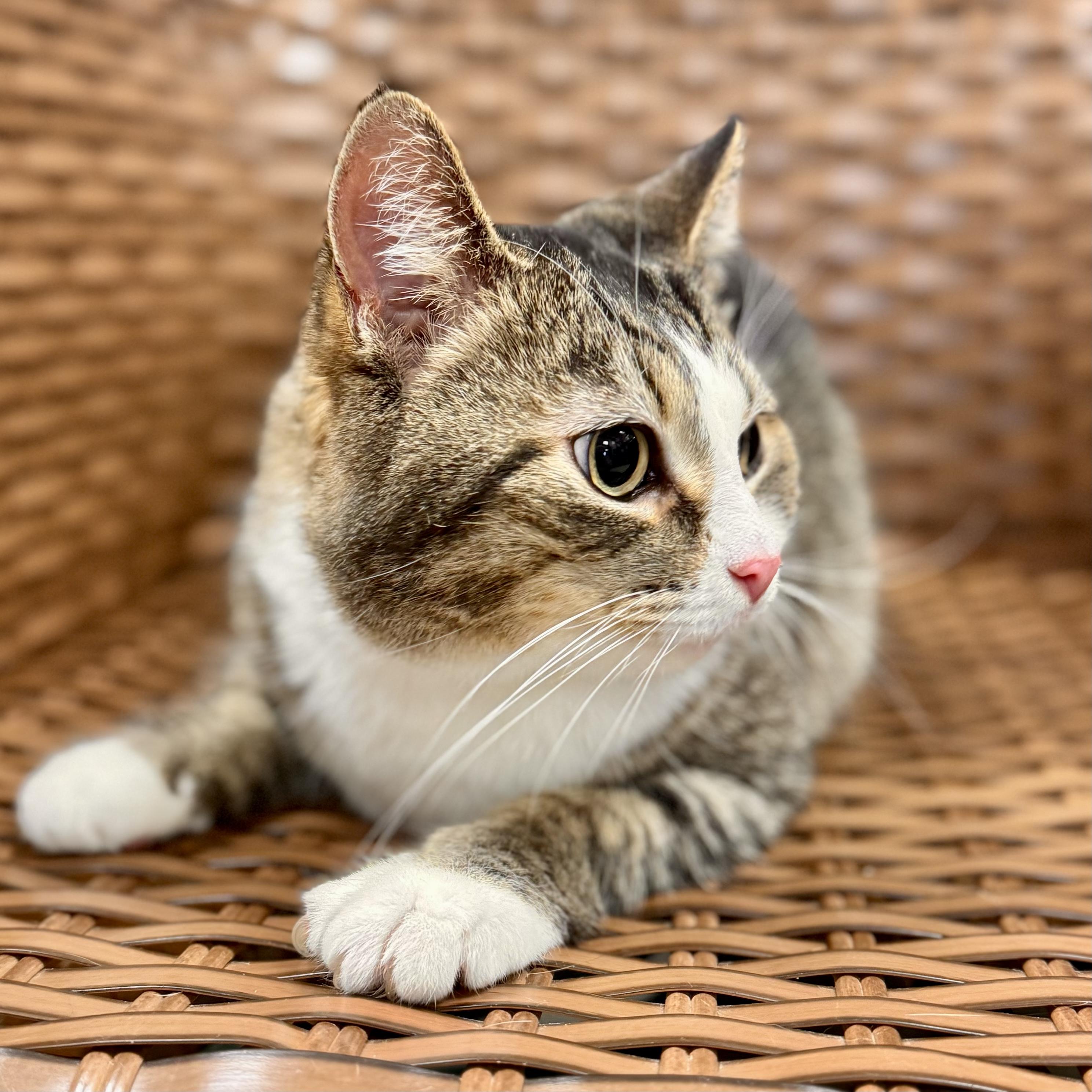 Enlarge Lilly , a ADOPTABLE Domestic Short Hair in Midland, MI image 3/4