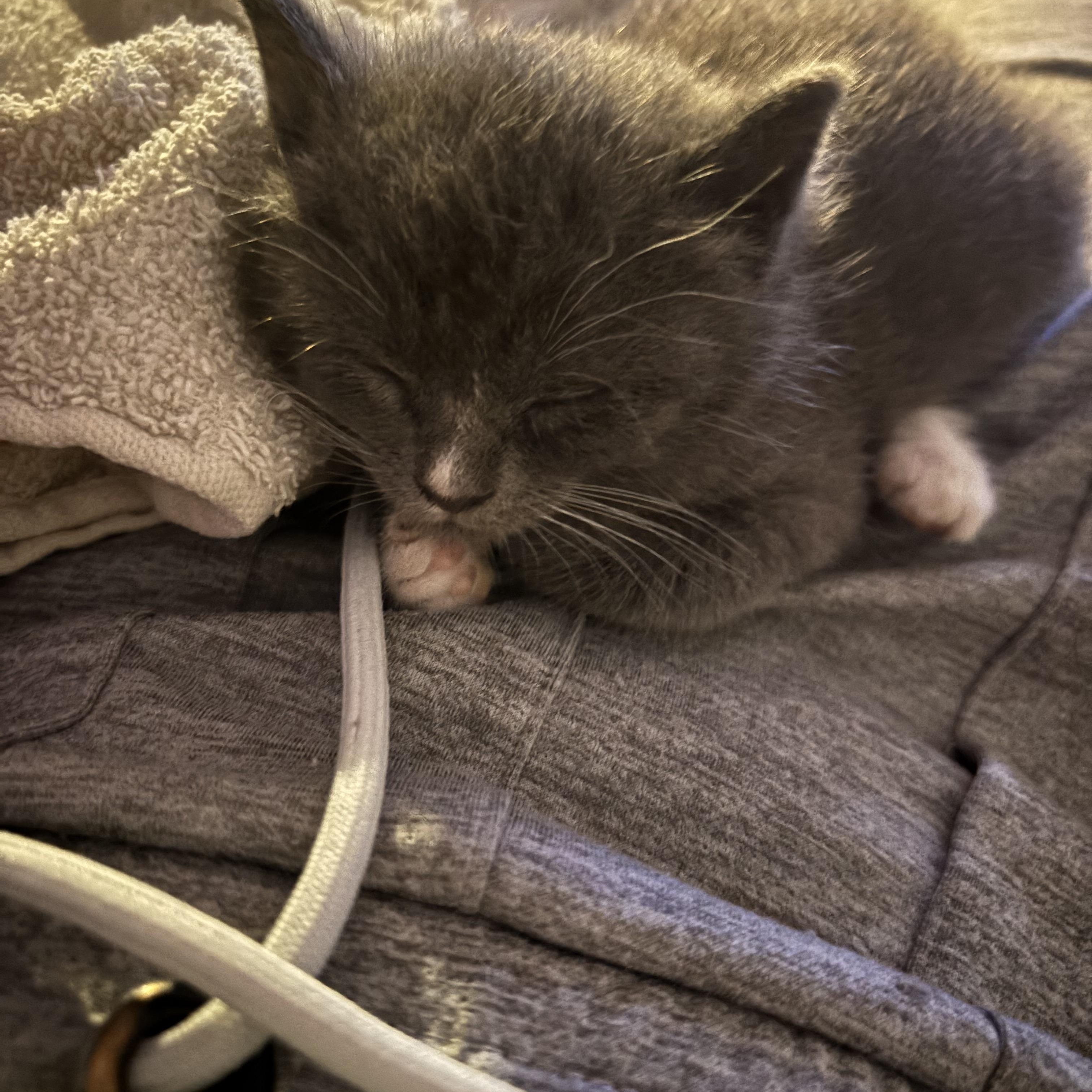 Shark, ADOPTABLE, Kitten Male American Shorthair.
