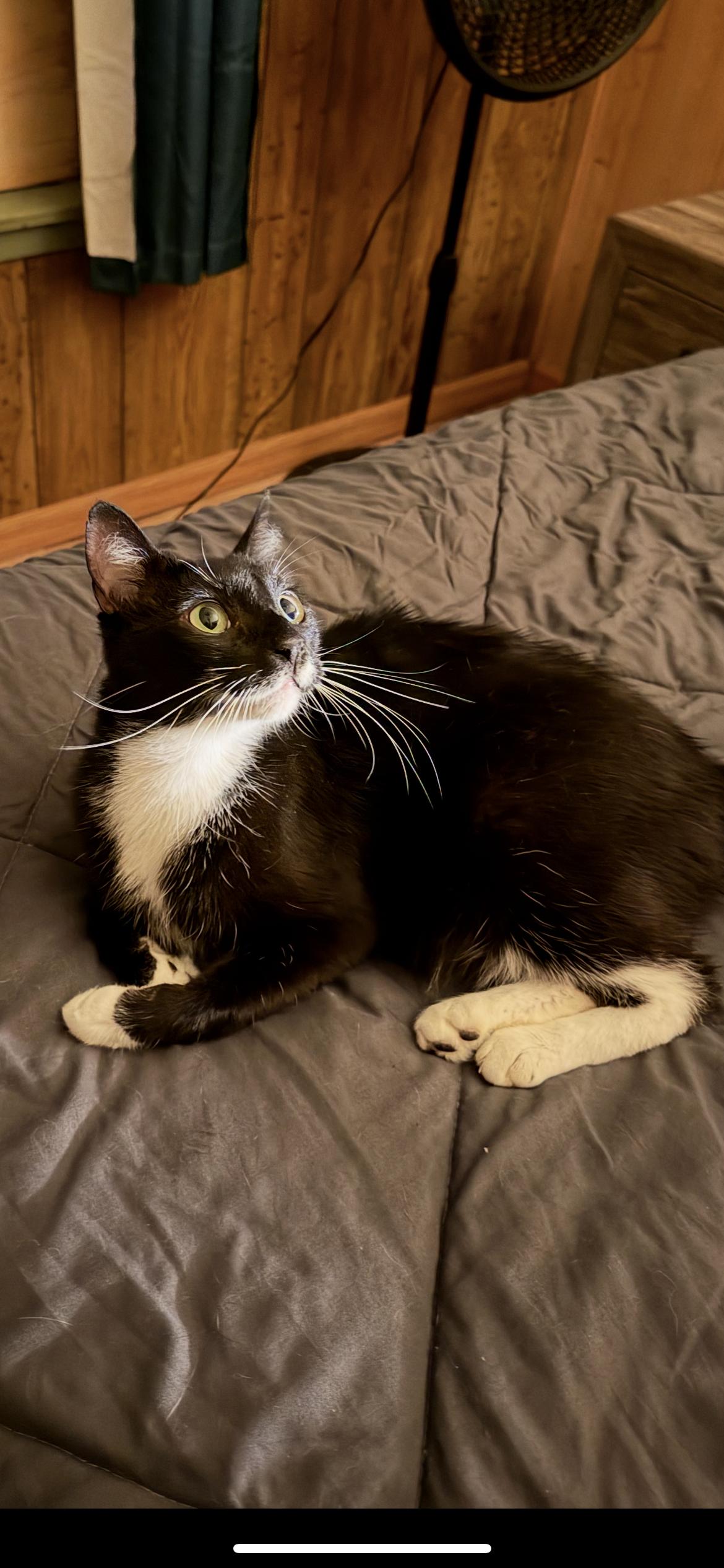Mittens, ADOPTABLE, Adult Male Domestic Short Hair.