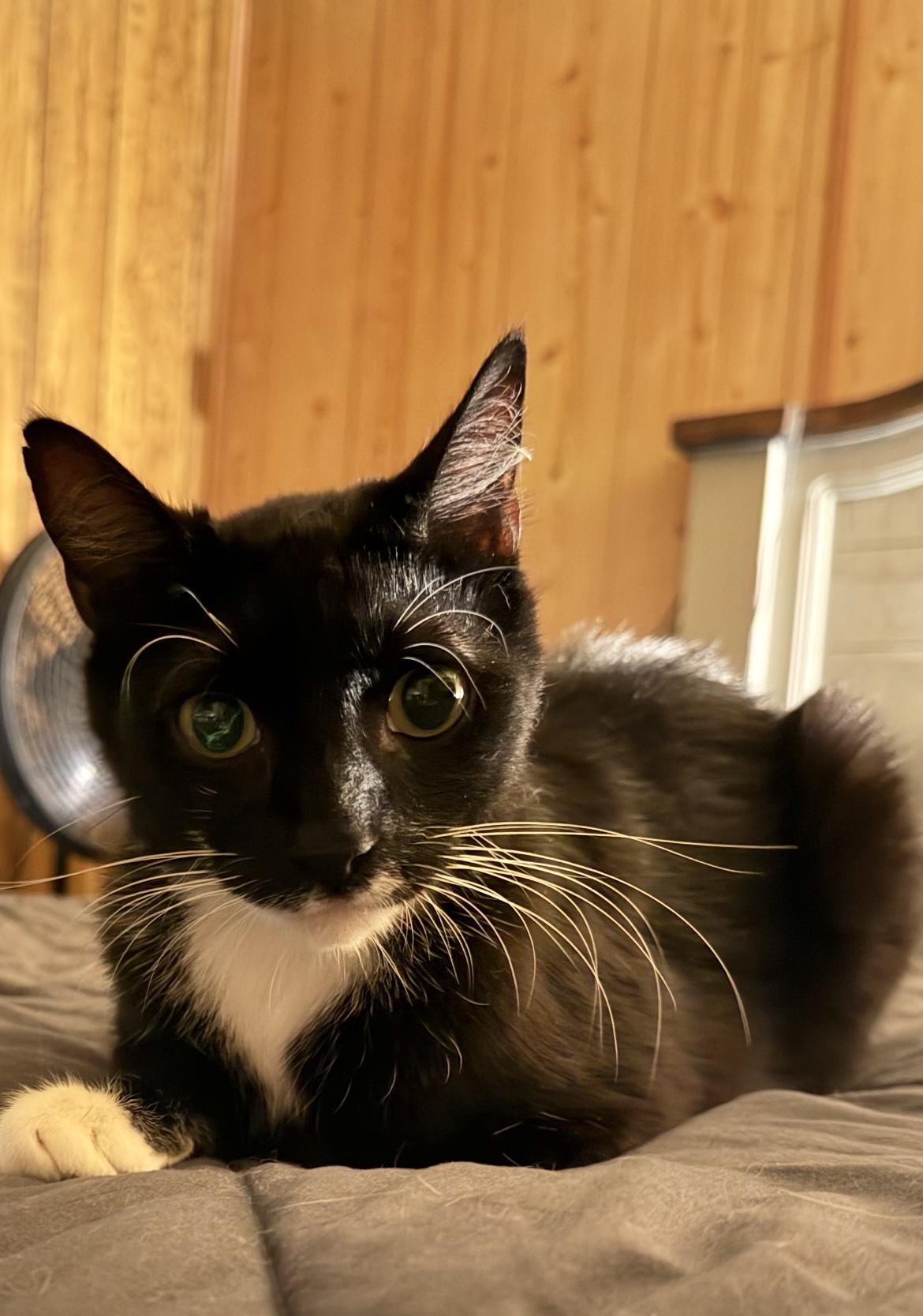 Mittens, a ADOPTABLE Domestic Short Hair in Baton Rouge, LA image 2/2