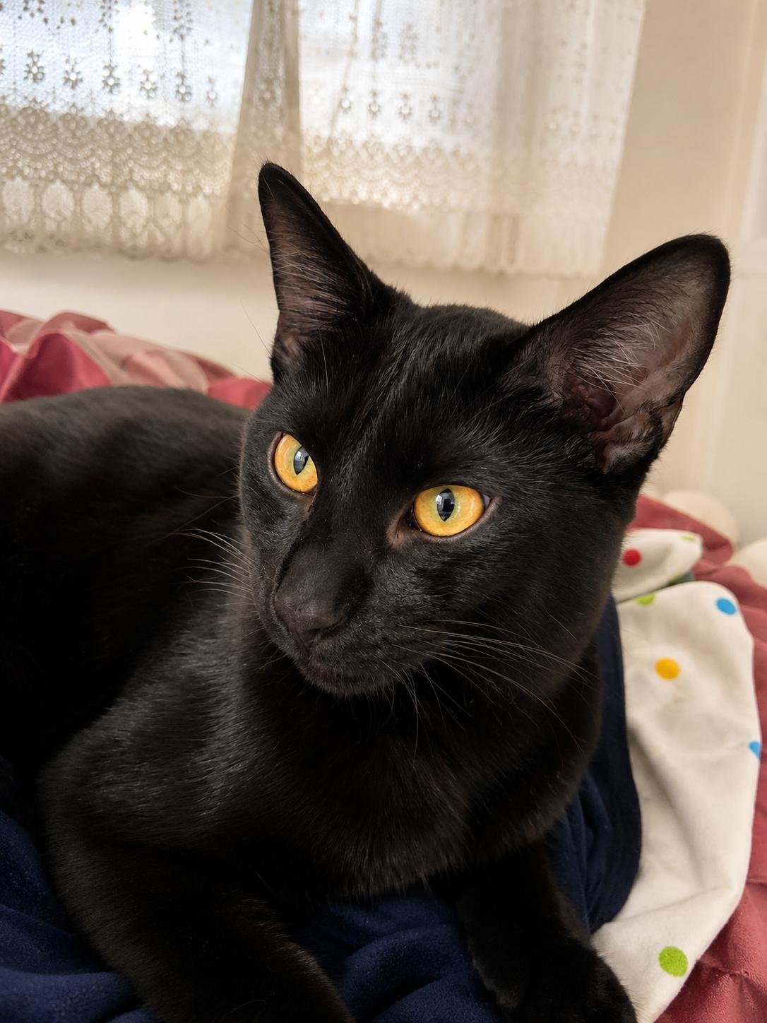 Enlarge Cosmo, a ADOPTABLE mixed breed in Santa Cruz, CA image 6/6