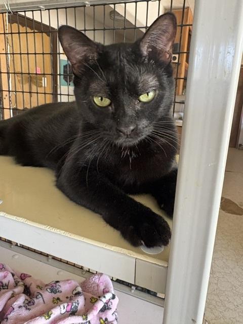 Cosmo, ADOPTABLE, Adult Male Bombay.